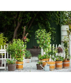 Küferei Kardos Robinienkübel, Rund -Gartengerätegeschäft 1709096 1709401 1709443 1709732 1709807 1710037 WE MO 002 Robinienkuebelrund