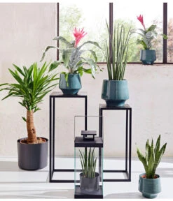 Bogenhanf - Sansevieria Cylindrica 'Mikado' -Gartengerätegeschäft 20180515 PR MO 001 AechmeaSansevieriaBL15