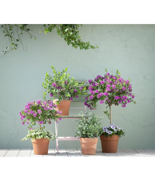 Kreuzblume, Stämmchen 3 Kreuzblume, Stämmchen – Bild 3