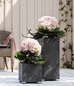 Bauern-Hortensie 'Avantgarde' -Gartengerätegeschäft 20210415 WE MO 001 HortensieAvantgarde BL08 2022 01