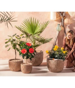 Zimmerhibiskus - Hibiscus Rosa-sinensis, Verschiedene Sorten -Gartengerätegeschäft 20210520 WE MO 001 Orientalisch