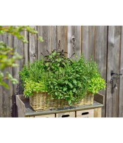 Van Der Leeden Rattan-Pflanzkasten, Graubraun 13 Van Der Leeden Rattan-Pflanzkasten, Graubraun -Gartengerätegeschäft 3692761 3692548 3692506 WE MO 005 RattanPflanzkastenbraun