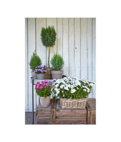 Van Der Leeden Rattan-Pflanzkasten, Graubraun 14 Van Der Leeden Rattan-Pflanzkasten, Graubraun -Gartengerätegeschäft 3692761 3692548 3692506 WE MO 006 RattanPflanzkastenbraunBlumenkasten