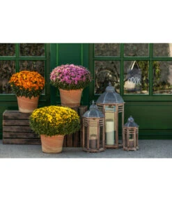 Spang Terrakotta-Topf Toscana, Rund -Gartengerätegeschäft 3697612 WE MO 003 TerrakottaTopfToscana