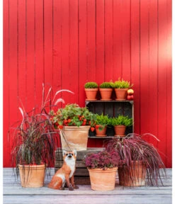 Spang Terrakotta-Topf Toscana, Rund -Gartengerätegeschäft 3697612 WE MO 004 TerrakottaTopfToscanarund