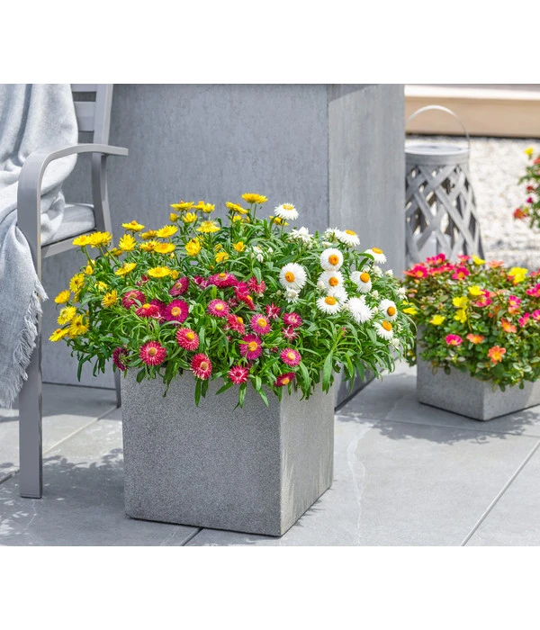 Dehner Polystone-Topf Sydney, Quadratisch, Grau 2 Dehner Polystone-Topf Sydney, Quadratisch, Grau – Bild 2