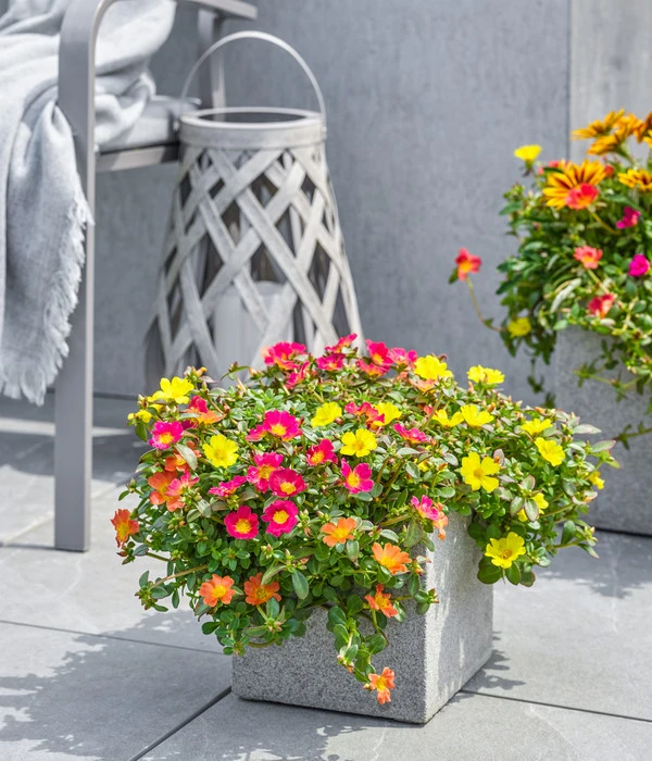 Dehner Polystone-Topf Sydney, Quadratisch, Grau 3 Dehner Polystone-Topf Sydney, Quadratisch, Grau – Bild 3