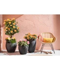 Zimmerhibiskus - Hibiscus Rosa-sinensis, Verschiedene Sorten -Gartengerätegeschäft 4319398 PR MO 001 KunststoffTopfSchwarz