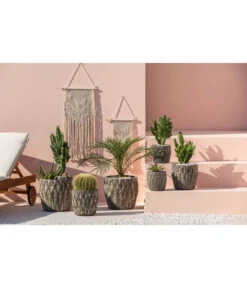 Feigenkaktus - Opuntia Consolea -Gartengerätegeschäft 4432415 PR MO 001 KeramikTopfNero