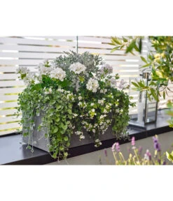 Dehner Leichtbeton-Kasten Rock, Rechteckig, Grau 5 Dehner Leichtbeton-Kasten Rock, Rechteckig, Grau -Gartengerätegeschäft 5157607 5157615 WE MO 001 DehnerLeichtbetonKastenrockgrau