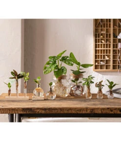 Waterplant Balsamapfel Im Kugelglas - Clusia Rosea 'Princess', Mit LED -Gartengerätegeschäft 6125066 WE MO 001 WaterPlants