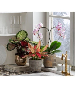 Dehner Beton-Übertopf Nola, Rund, Grau-kupfer 11 Dehner Beton-Übertopf Nola, Rund, Grau-kupfer -Gartengerätegeschäft 6732499 6732929 6784912 WE MO 001 TopfNolaGold