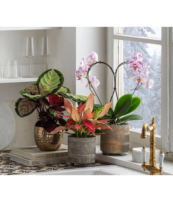 Dehner Beton-Übertopf Nola, Rund, Grau-kupfer 6 Dehner Beton-Übertopf Nola, Rund, Grau-kupfer – Bild 6