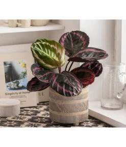 Dehner Beton-Übertopf Nola, Rund, Grau-kupfer 10 Dehner Beton-Übertopf Nola, Rund, Grau-kupfer -Gartengerätegeschäft 6732499 WE MO 004 TopfNolaGold