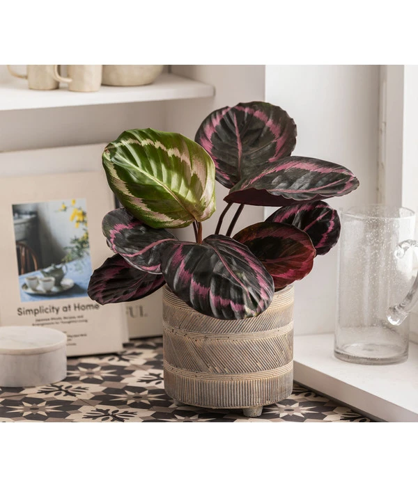 Dehner Beton-Übertopf Nola, Rund, Grau-kupfer 5 Dehner Beton-Übertopf Nola, Rund, Grau-kupfer – Bild 5