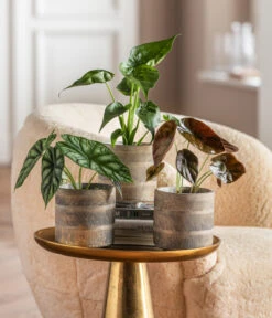 Dehner Beton-Übertopf Nola, Rund, Grau-kupfer 8 Dehner Beton-Übertopf Nola, Rund, Grau-kupfer -Gartengerätegeschäft 6732515 WE MO 001 GlamourPaketNola