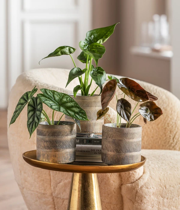 Dehner Beton-Übertopf Nola, Rund, Grau-kupfer 3 Dehner Beton-Übertopf Nola, Rund, Grau-kupfer – Bild 3