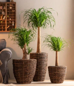 Dehner Holz-Korb Akira, Rund, Braun 5 Dehner Holz-Korb Akira, Rund, Braun -Gartengerätegeschäft 6788533 6788400 6788442 6788426 WE MO 001 TopfAkiraBraun