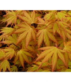 Fächerahorn 'Orange Dream' -Gartengerätegeschäft 7007016 WE DE 002 AcerAhornOrangeDreamAllgreen