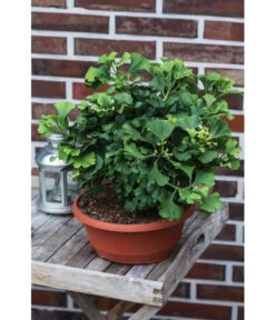 Ginkgobaum - Fächerblattbaum 'Marijke' -Gartengerätegeschäft 7196082 PR MO 001 GinkgoBilobaMarijke