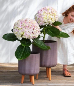 Bauern-Hortensie 'Avantgarde' -Gartengerätegeschäft 7220148 WE MO 001 HortensieAvantgard5L