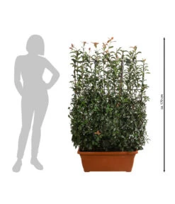 Purpur-Glanzmispel 'Glanzkopf', Ca. 170 Cm -Gartengerätegeschäft 7305329 WE BG 002 PurpurGlanzmispelGlanzkopf170