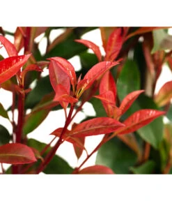 Purpur-Glanzmispel 'Glanzkopf', Ca. 170 Cm -Gartengerätegeschäft 7305329 WE DE 002 PhotinaXfraseriPupurGlazmispel