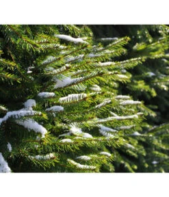 Serbische Fichte, Ca. 70-80 Cm, Im Topf Gewachsen -Gartengerätegeschäft 7315864 WE MO 001 PiceaOmorika Pixabay