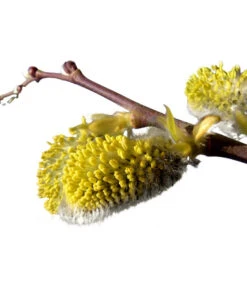 Kätzchen-Weide - Nordische Bäumchen-Weide -Gartengerätegeschäft 7464571 BildD 001 KaetzchenWeideNordischeBaeumchenWeideSalixArbusculaSt