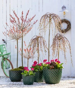 Dehner Keramik-Topf Elite -Gartengerätegeschäft 7464738 8816498 6705461 WE MO 001 KaetzchenweideStaengelprimelTopfElite