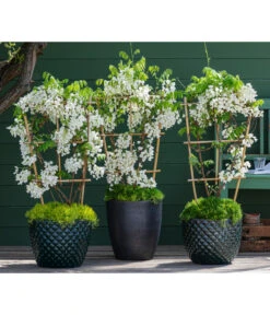 Dehner Keramik-Topf Elite -Gartengerätegeschäft 7542905 8007429 6705461 WE MO 001 WisteriaWeiss