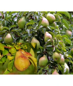 Birnen-Duo 'Clapps Liebling'/'Alexander Lucas'