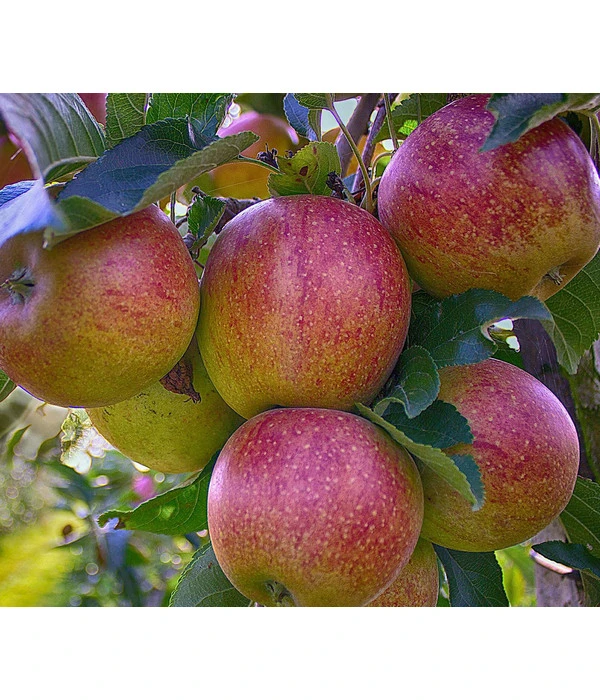 Herbstapfel 'Braeburn' 1 Herbstapfel 'Braeburn'