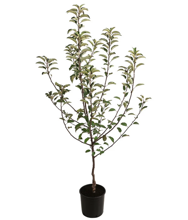 Herbstapfel 'Braeburn' 2 Herbstapfel 'Braeburn' – Bild 2