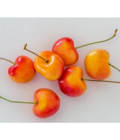 Kirschen-Duo 'Regina/Napoleon' -Gartengerätegeschäft 7657570 WE MO 001 SuesskirscheGrossePrinzessinPixabay