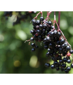 Holunder 'Black Tower' -Gartengerätegeschäft 7662810 PR MO 002 HolunderBlackTower