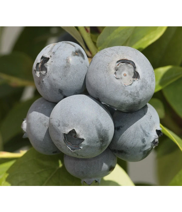 Heidelbeere 'Bonus' 1 Heidelbeere 'Bonus'