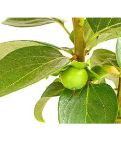 Dehner Kaki 'Rojo Brillante' - Kaki-Pflaume 'Rojo Brillante' -Gartengerätegeschäft 7693377 PR DE 001 KakiRojoBrillanteBUDehnerExpressHerzig