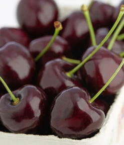 Süßkirschen-Duo 'Kordia/Burlat' -Gartengerätegeschäft 7703143 PR DE 001 KirscheKordiaDehnerExpressZS