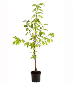 Süßkirschen-Duo 'Kordia/Burlat' -Gartengerätegeschäft 7703234 PR FS 001 KirschenDuoKordiaBurlat95LiterDehnerExpressHerzig