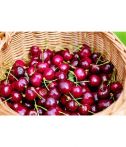 Kirschen-Duo 'Regina/Napoleon' -Gartengerätegeschäft 7738792 WE MO 001 KirschenDuoReginaNapoleon Pixabay