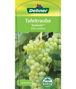 Tafeltraube 'Stefanie' 6 Tafeltraube 'Stefanie' -Gartengerätegeschäft 7773278 TafeltraubeStefanie Etikett 1