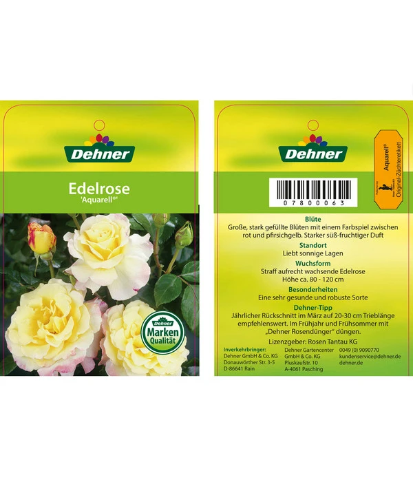 Edelrosen-Mix 'Nostalgie®' 10 Edelrosen-Mix 'Nostalgie®' – Bild 10