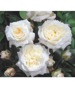 Edelrosen-Mix 'Nostalgie®' 18 Edelrosen-Mix 'Nostalgie®' -Gartengerätegeschäft 7800063 BildD 001 EdelrosenNostalgieMixNostalgieRosenTantauRet