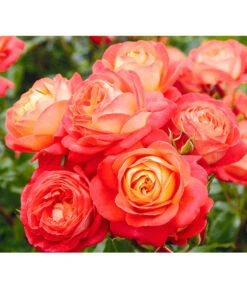 Edelrosen-Mix 'Nostalgie®' 19 Edelrosen-Mix 'Nostalgie®' -Gartengerätegeschäft 7800063 BildD 005 EdelrosenNostalgieMixNostalgieRosenTantauRet