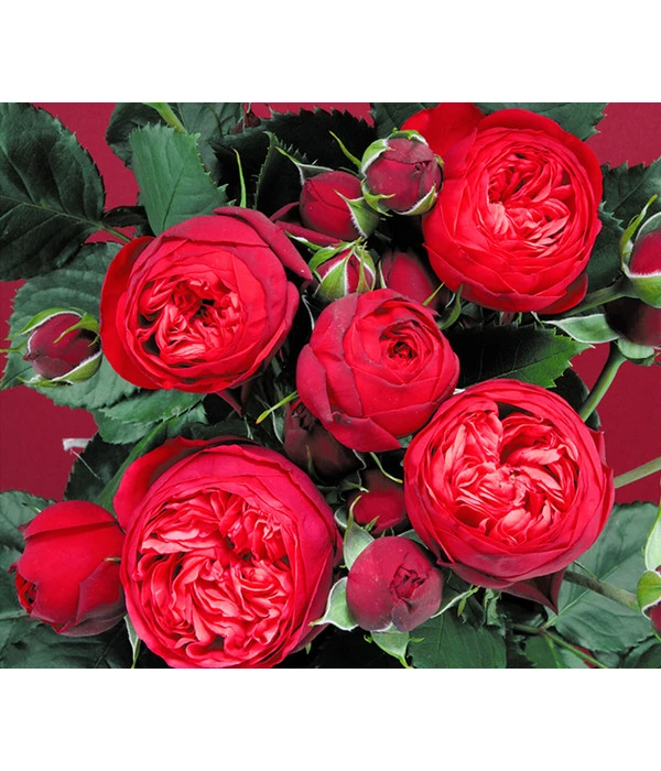 Edelrosen-Mix 'Nostalgie®' 5 Edelrosen-Mix 'Nostalgie®' – Bild 5