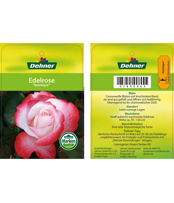 Edelrosen-Mix 'Nostalgie®' 16 Edelrosen-Mix 'Nostalgie®' – Bild 16