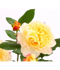 Edelrosen-Mix 'Nostalgie®' 23 Edelrosen-Mix 'Nostalgie®' -Gartengerätegeschäft 7800063 PR DE 001 NostalgieRosen6LiterEdelroseAquarellDehnerExpressHerzig