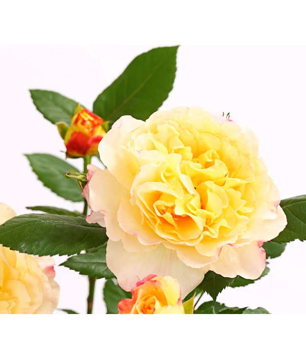 Edelrosen-Mix 'Nostalgie®' 8 Edelrosen-Mix 'Nostalgie®' – Bild 8