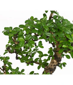 Bonsai Fukientee - Carmona Microphylla, 12-15 Jahre -Gartengerätegeschäft 7976996 WE DE 001 BonsaiFukienteeCarmonaMicrophyllaBis15JahreDehnerExpressHerzig2